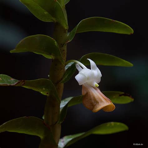 Dendrobium Ellipsophyllum Tang And Ftwang