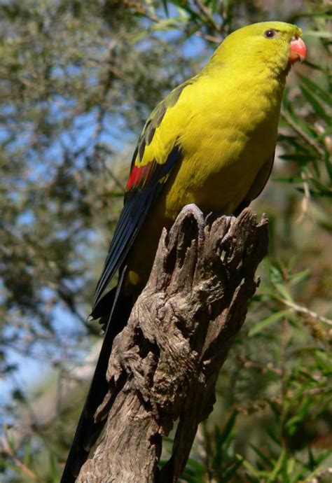 How Do Parrots Take Care Of Their Babies Baby Viewer