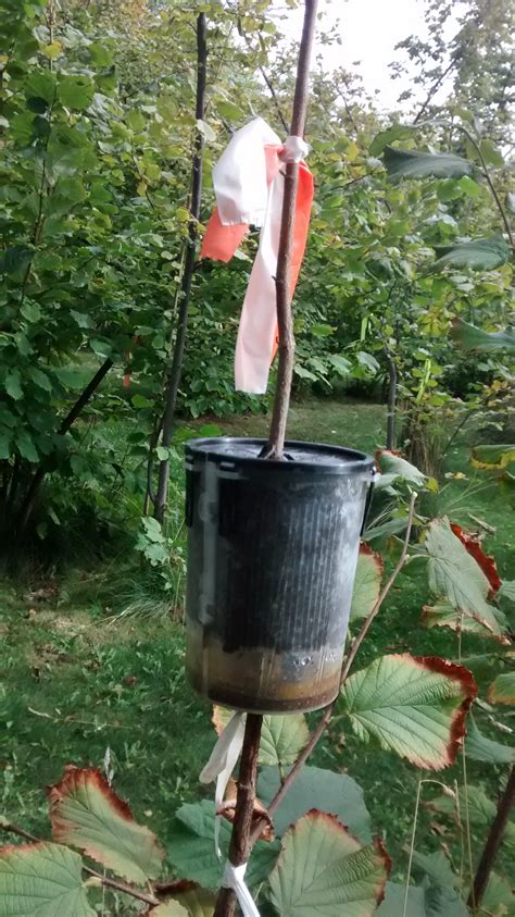 Fruit Trees - Home Gardening Apple, Cherry, Pear, Plum: Air Layering