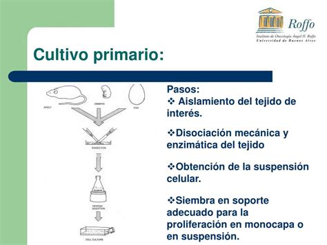 Ppt Cultivos Celulares Y Sus Aplicaciones Powerpoint Presentation Free Download Id4894109