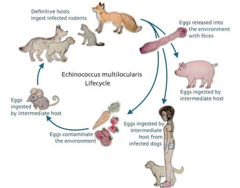 5 Cycle Echinococcus Multilocularis Download Scientific Diagram