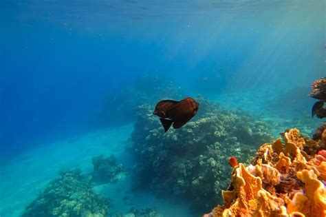 O incrível mundo subaquático do mar vermelho ao lado dos corais