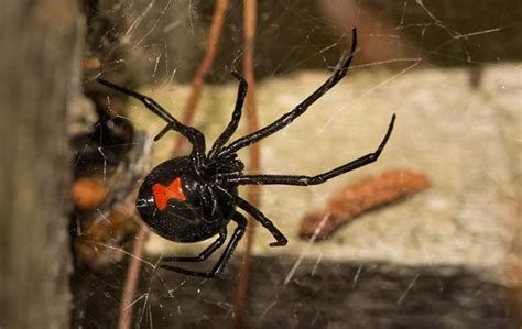 Black Widow Spiders: Pest Identification & Treatment Guide