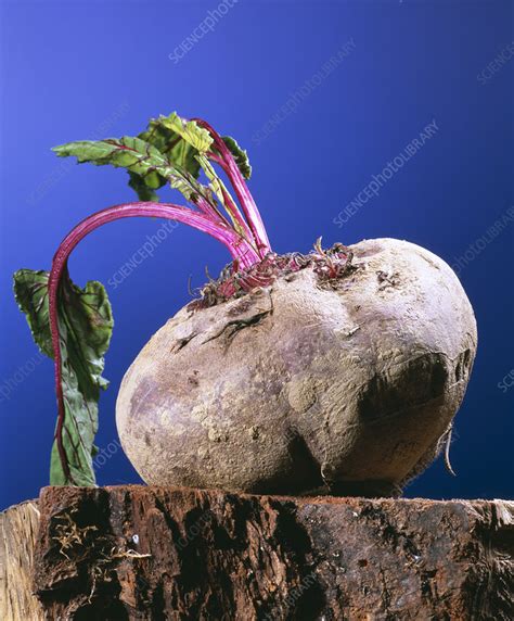 Beetroot Stock Image E7701080 Science Photo Library