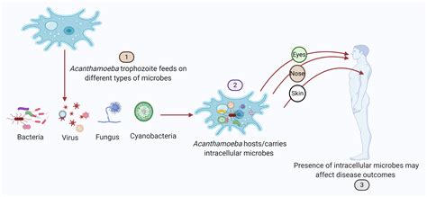 Pathogens Free Full Text A Systematic Review Of Intracellular Microorganisms Within