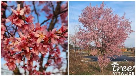 16 Different Types of Cherry Trees & Their Identifying Features