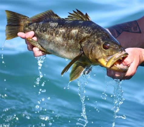 5 Reasons Why You Should Target Calico Bass Flylords Mag