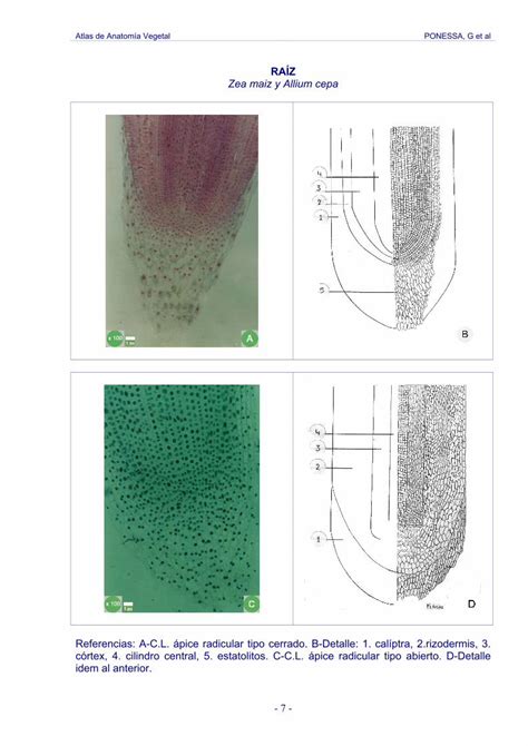 Pdf Atlas De Anatom A Vegetal Ponessa G Et Al Pdf Fileatlas De