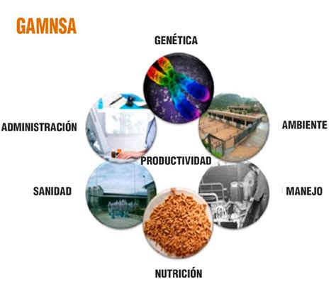 Mejora Gen Tica Bm Editores