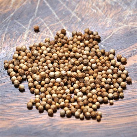 Cilantro/Coriander Seeds | Herb Seeds in Packets & Bulk | Eden Brothers