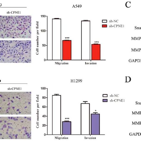 Silencing Of CPNE1 Inhibits The Migratory And Invasive Abilities Of