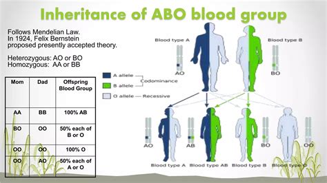 Blood Groups Blood Transfusion Hazards Blood Bank Ppt