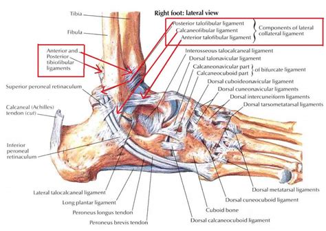 Sprained Ankle Anatomy Human Anatomy Diagram Ankle Anatomy