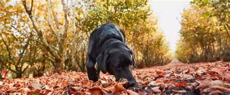 Truffle Dogs: Canine Heroes Pioneering Black Truffle Harvest