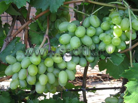 Столовый сорт винограда Подарок Запорожью