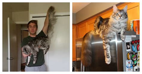 Super Fluffy Cat Has Longest Tail In The World…And Still Growing…. | Catlov