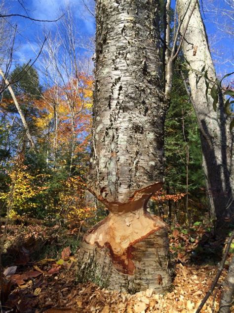 Free Images Nature Forest Branch Leaf Trunk Autumn Firewood