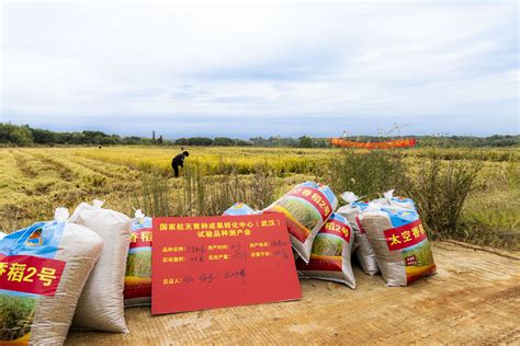 我国首个“太空香稻”示范基地300亩香稻喜获丰收 荆楚网 湖北日报网