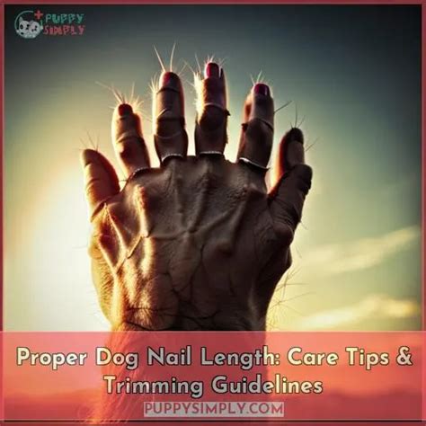 Proper Dog Nail Length Care Tips And Trimming Guidelines