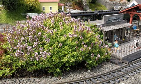 Doone Valley lemon thyme - Trains