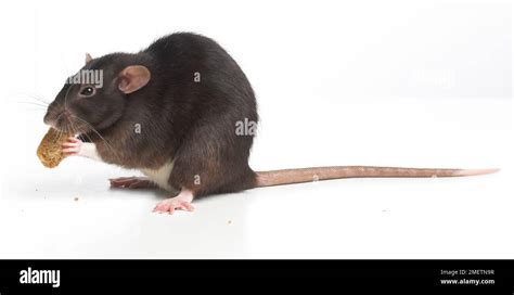 Dumbo rat, pet rat Stock Photo - Alamy