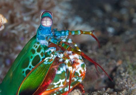 Download Vibrant Peacock Mantis Shrimp Wallpaper