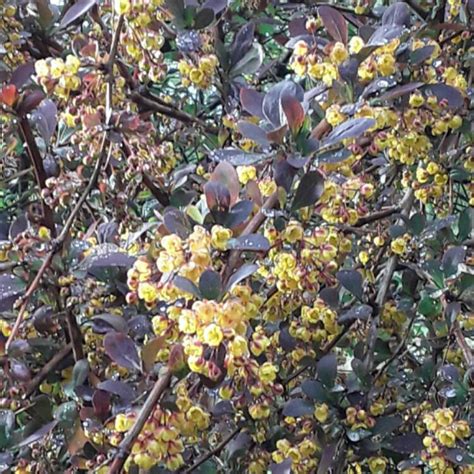 Berberis Thunbergii Helmond Pillar Japanese Barberry Helmond Pillar Uploaded By