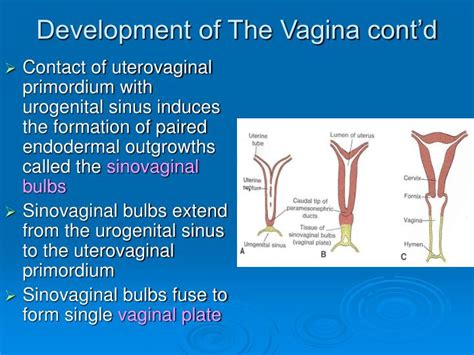 Ppt Development Of Genital System Powerpoint Presentation Id