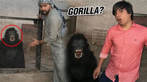 Waleed Aur Mamoon Ne Gorilla K Pakar Lia Ab In Ke Khair Nahin