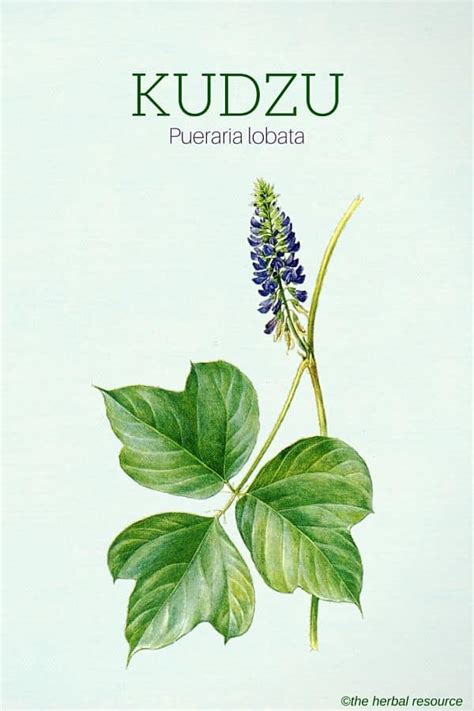 Kudzu Benefits, Uses, Dosage and Side Effects