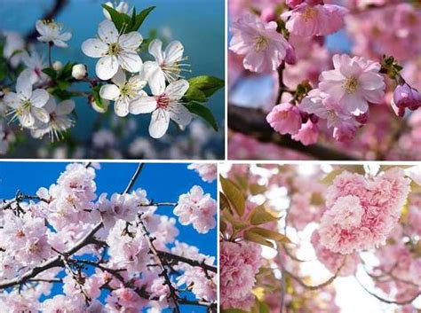 Types of Cherry Blossom Trees (with Japanese Cherry Blossom Pictures)