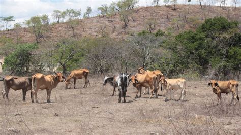 Ganaderos de la región Caribe preocupados por fenómeno de El Niño 6