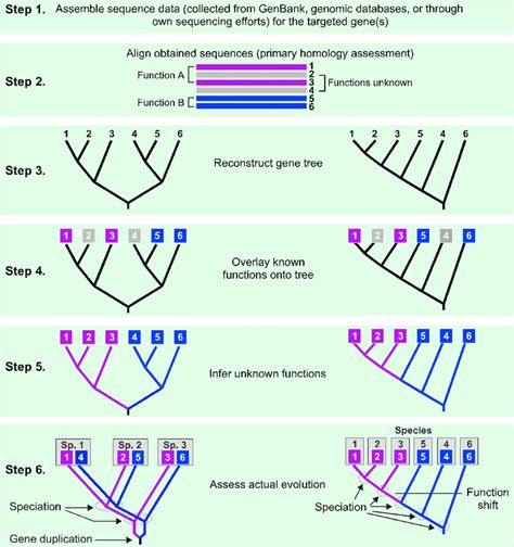 Methodology Depicting How An Unknown Gene Function Can Be Inferred