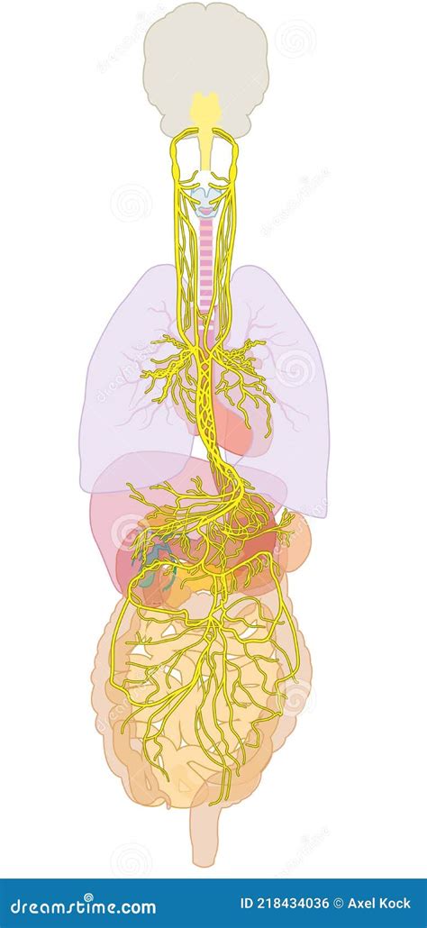 Brain With Activated Vagus Nerve Medically Illustration Royalty Free