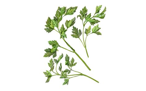 Parsley Pencil Drawing Custom Designed Illustrations Creative Market