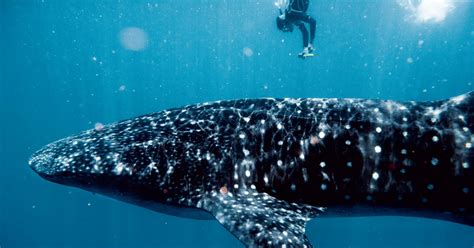 Swimming with Whale Sharks Is Staggering, Scary—and Totally Safe