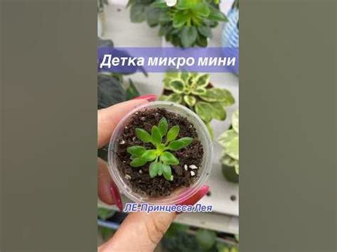 ЛЕ-Принцесса Лея микро мини фиалка. #фиалки #кімнатніквіти #фіалки ...