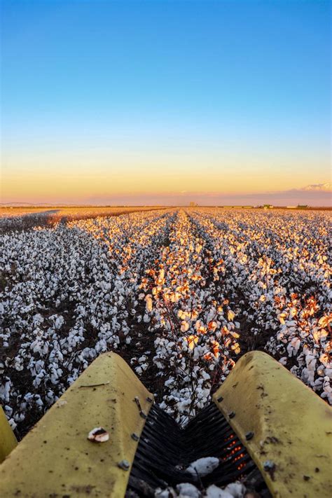 Cotton Field Wallpapers Top Free Cotton Field Backgrounds