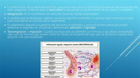 Inflamación y reparación PPT