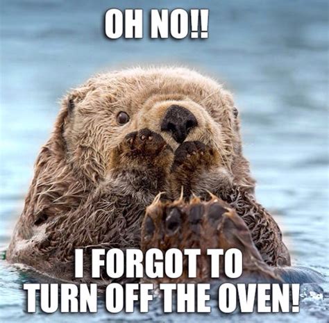 Cute otter! | Otters, Otter meme, Funny