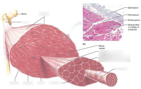 Gross Anatomy Of Skeletal Muscle Diagram Quizlet