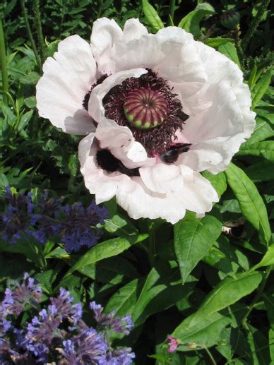 Papaver Orientale Perry S White Oosterse Papaver Bloemenpark