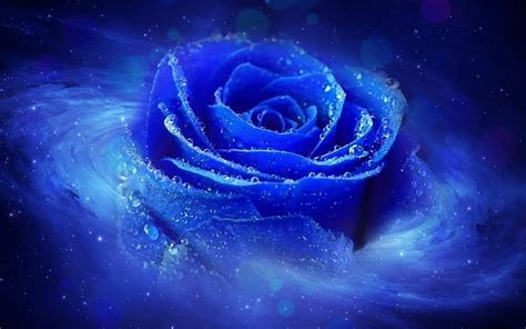 Blue Rose Art Flowers Rose Blue HD Wallpaper Peakpx