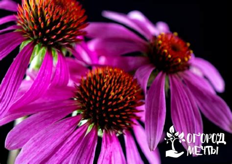 Выращиваем эхинацею на участке: особенности ухода, посадка и лучшие ...