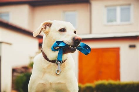 【簡単】犬のにおいが気になる場所を効果的に消臭する方法はこれ！