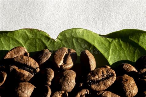 Roasted Coffee Beans And Green Leaves Of Coffee Tree Stock Photo