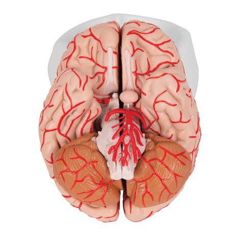 Human Brain Anatomy Model Oral Nasal Throat Head Craniocerebral Model