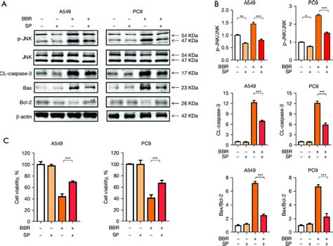 Bbr Induced Nsclc Cell Apoptosis Via The Activation Of The Ask Jnk