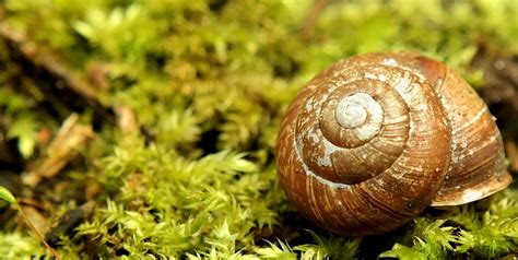 Snail,shell,green,garden,moss - free image from needpix.com