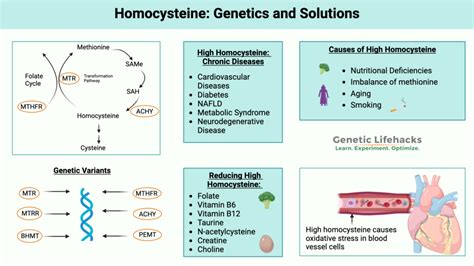 Homocysteine Genetics High Homocysteine Levels And Solutions